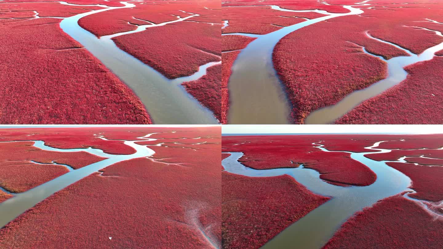 辽宁盘锦红海滩湿地生态绿水青山色彩丹顶鹤