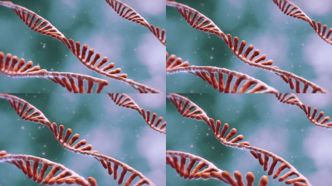 mRNA分子三维模型动画演示人体机构实验