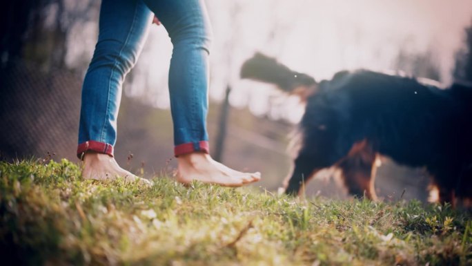 近距离拍摄赤脚妇女和伯恩山犬在草地上散步