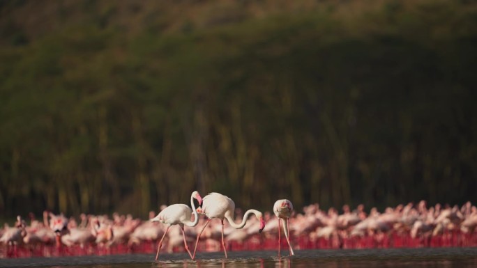 在肯尼亚非洲，大火烈鸟在纳库鲁湖涉水，背景是小火烈鸟的慢动作