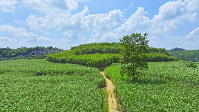 航拍广西甘蔗种植园田间小路