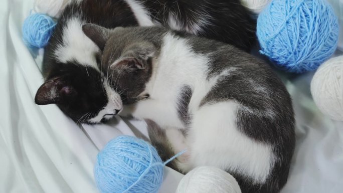 两只小猫在家里五颜六色的毛球间，睡在白色的床单上。蓝色的线程。宠物的概念。两只黑猫和灰猫。