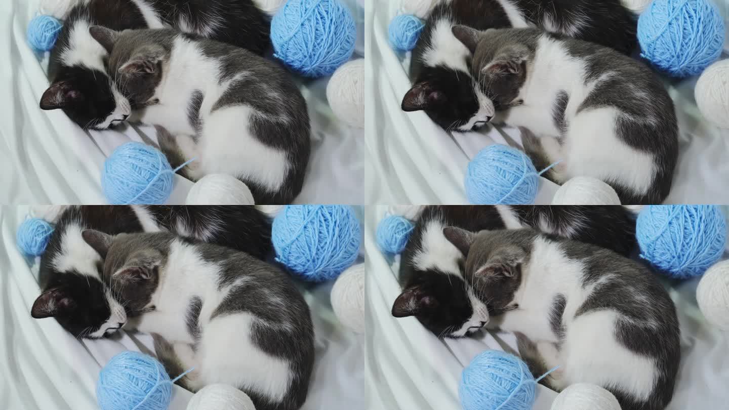 两只小猫在家里五颜六色的毛球间，睡在白色的床单上。蓝色的线程。宠物的概念。两只黑猫和灰猫。