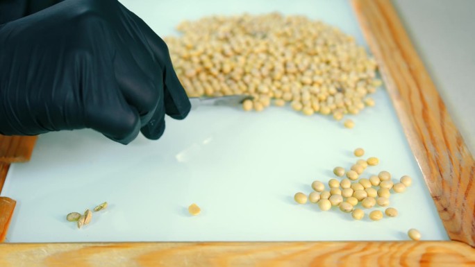 在白板上分离干的黄色豌豆粒。研究人员戴着黑色橡胶手套，用手术刀分拣豌豆。实验室测试中颗粒分离的概念和