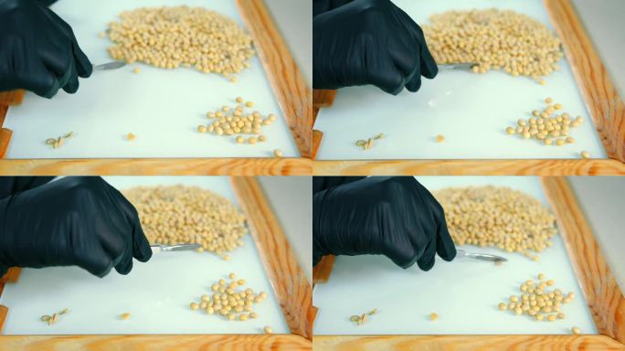 在白板上分离干的黄色豌豆粒。研究人员戴着黑色橡胶手套，用手术刀分拣豌豆。实验室测试中颗粒分离的概念和