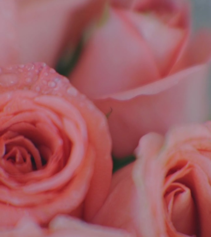 粉红玫瑰/爱的概念