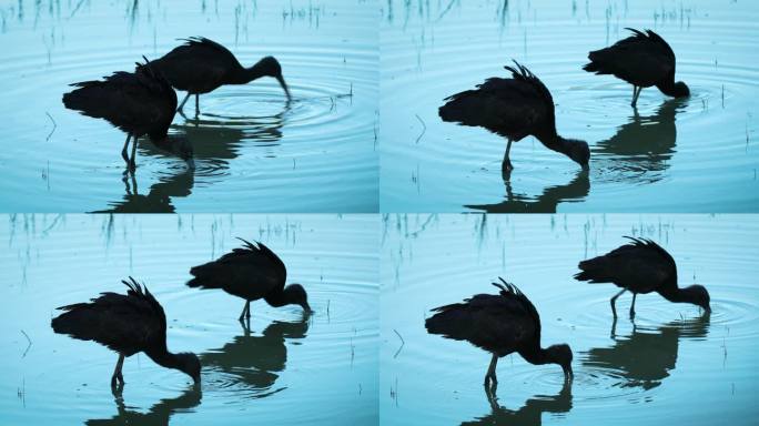 两只朱鹮或拉丁名Plegadis Falcinellus水鸟在伊松佐河三角洲水域在弗留利威尼斯朱利亚