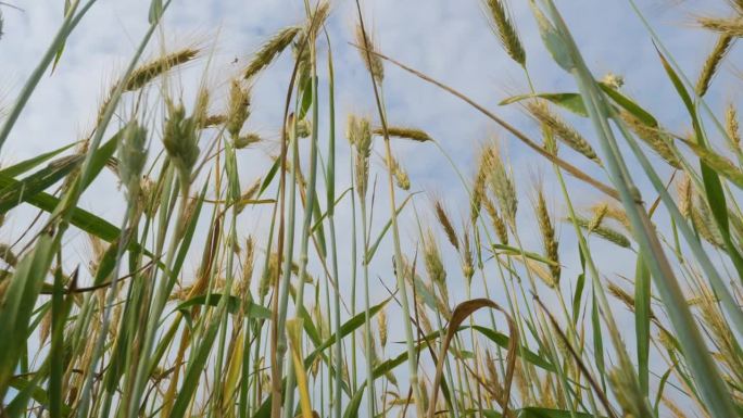 谷物在夏天成熟。农业经营环境友好型小麦。蓝天麦田夏季肥沃背景。小麦的小穗随风摇摆。全球粮食危机。