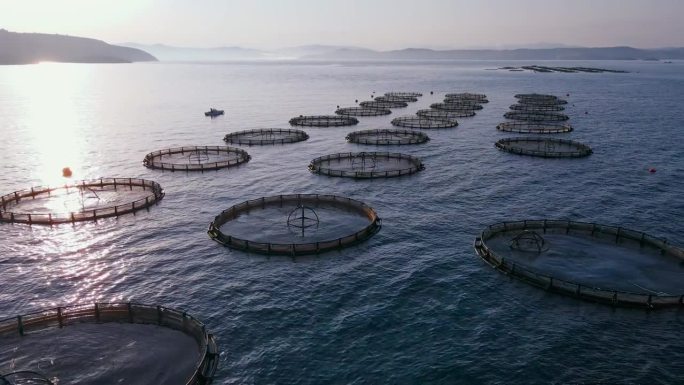 工厂化养鱼场养殖网箱，近海养鱼场养殖