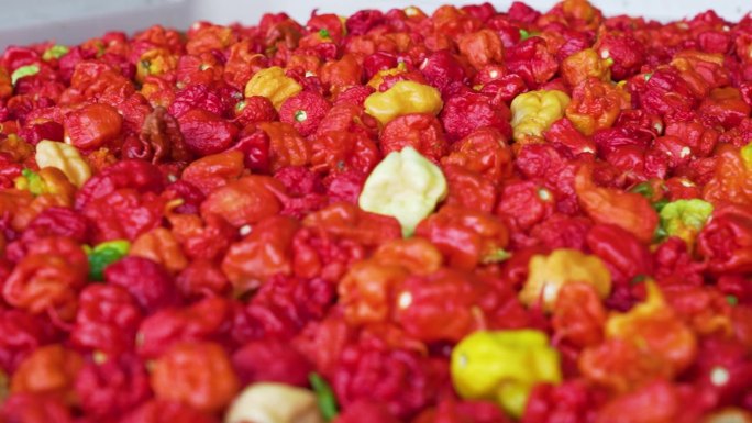 卡罗莱纳死神红辣椒的工业量。特写镜头。