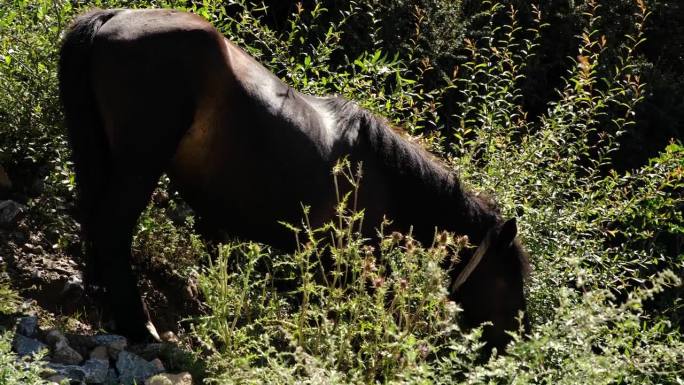 马在吃草生物学生物研究大自然动物