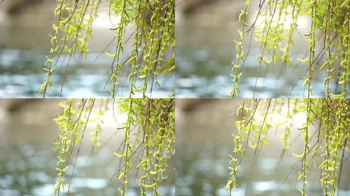 特写:垂柳的枝干上，清绿的春雏在风中摇曳，背景是碧蓝的湖水。宁静祥和的景象。缓慢的运动。