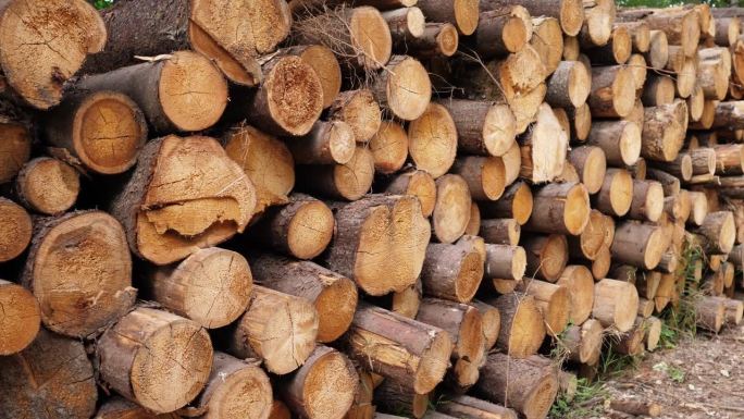 原木堆处理砍伐树木木头堆积