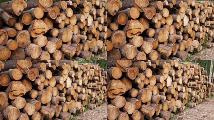 原木堆处理砍伐树木木头堆积