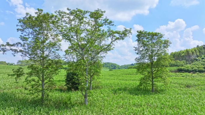 航拍乡村振兴甘蔗种植园木棉树