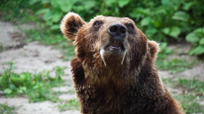一只患狂犬病毒的熊的特写肖像，被感染的唾液从嘴里流出