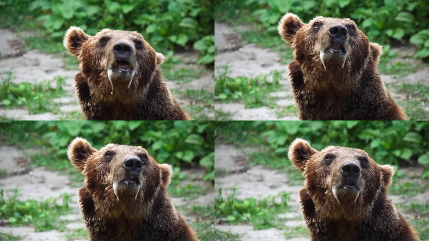 一只患狂犬病毒的熊的特写肖像，被感染的唾液从嘴里流出