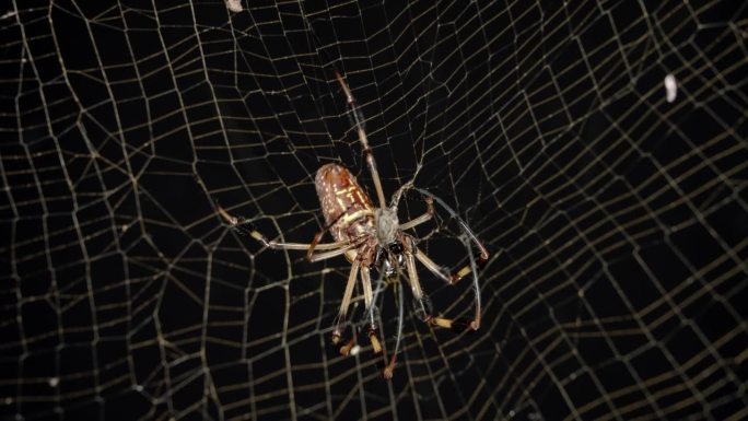 金丝圆织蜘蛛用它的网包裹着中毒和瘫痪的昆虫。
