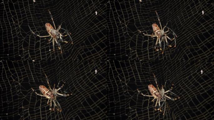 金丝圆织蜘蛛用它的网包裹着中毒和瘫痪的昆虫。