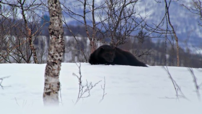 一段罕见动物的罕见镜头。金刚狼(古洛古洛)。挪威极地公园