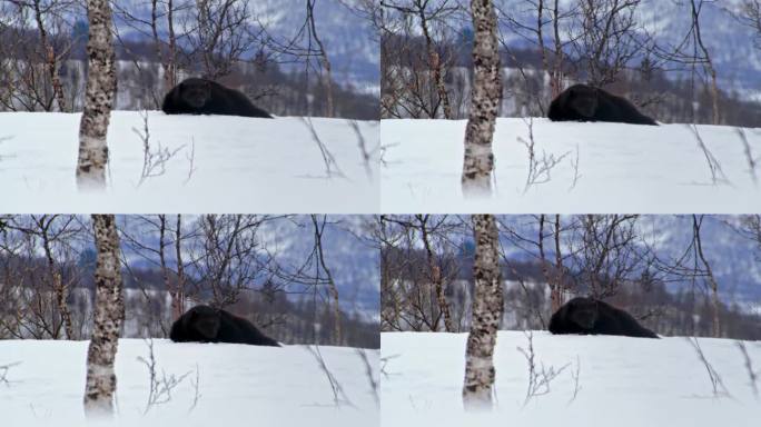 一段罕见动物的罕见镜头。金刚狼(古洛古洛)。挪威极地公园