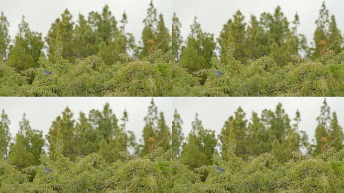 手持拍摄的特内里费岛雾蒙蒙的天空和树枝上的小蓝鸟