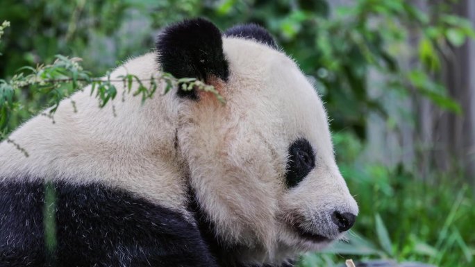 一只熊猫正在草丛中吃竹子