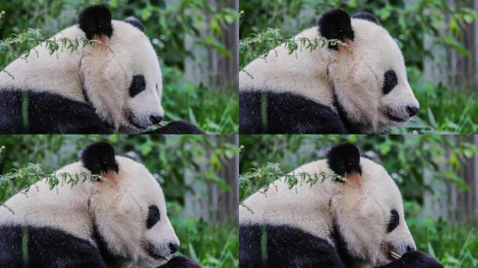 一只熊猫正在草丛中吃竹子