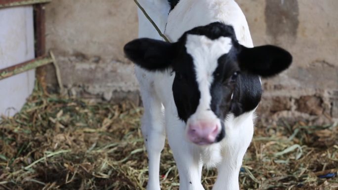 在越南林东Don Duong，人们把刚出生的小牛当作奶牛的小牛来饲养
