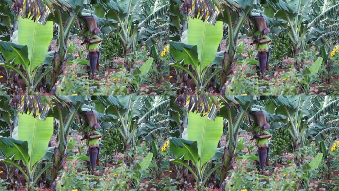 香蕉树的花和小香蕉生长在越南林东