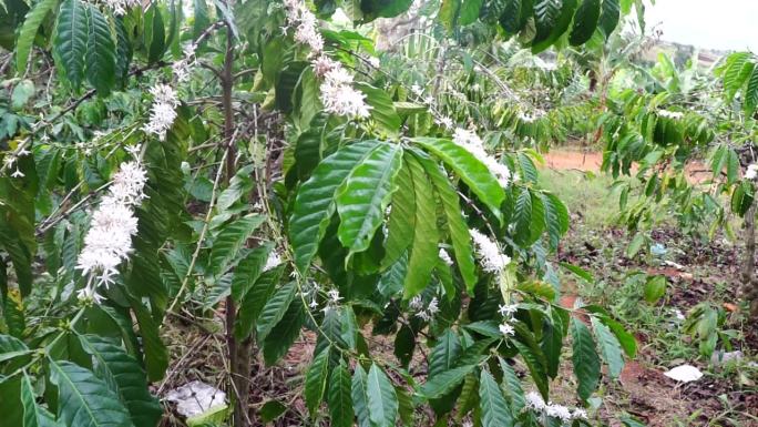 咖啡季节开始于下雨和咖啡枝开花之后
