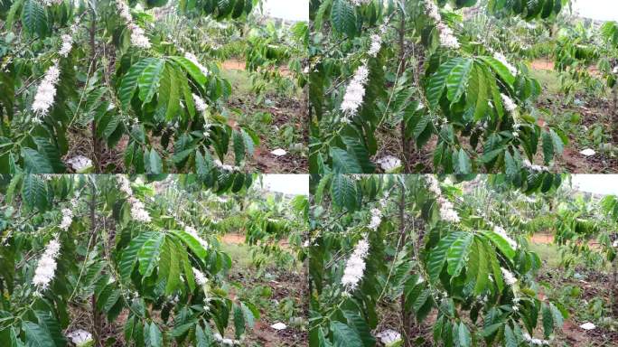 咖啡季节开始于下雨和咖啡枝开花之后