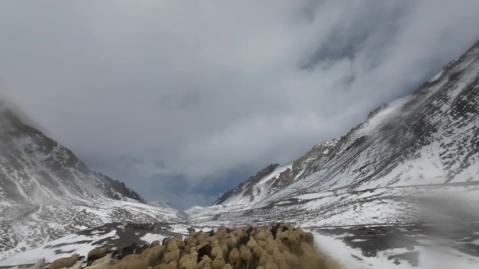 在驱车前往被新雪覆盖的秋山口时，遇到了一大群牛羊。汽车的观点