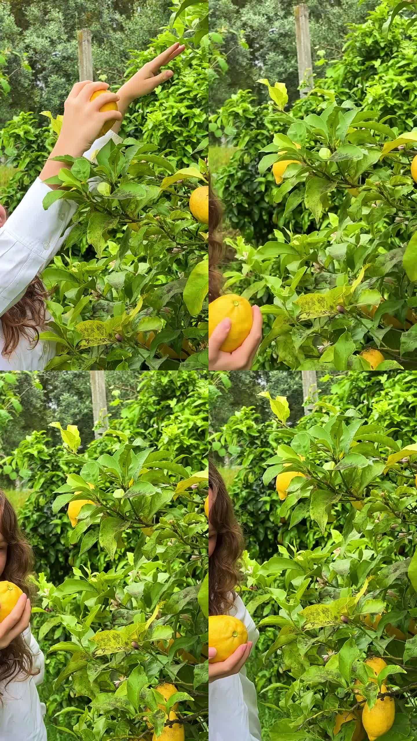 一个穿着白衬衫的金发少女站在一棵柠檬树旁，摘了一个柠檬放到脸上，闻了闻，笑了