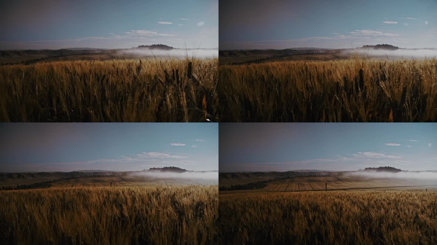 风景秀丽的景色金色小麦作物在田园诗般的乡村黎明，托斯卡纳
