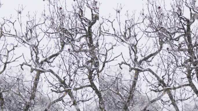 垂直视频-在茂密的森林里，大雪落在树上的慢动作