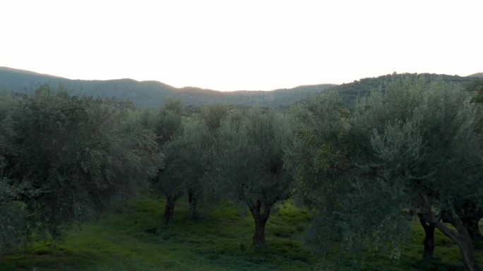 航拍的橄榄树在一个种植园在希腊的山区。推进比关闭立交桥。