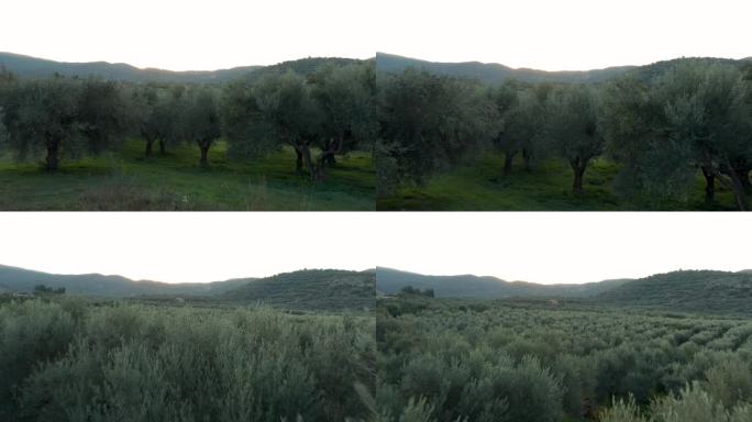 航拍的橄榄树在一个种植园在希腊的山区。推进比关闭立交桥。