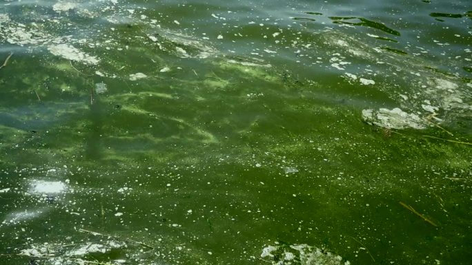 黑海蓝藻盛开，敖德萨的水变成了淡水和绿色，乌克兰
