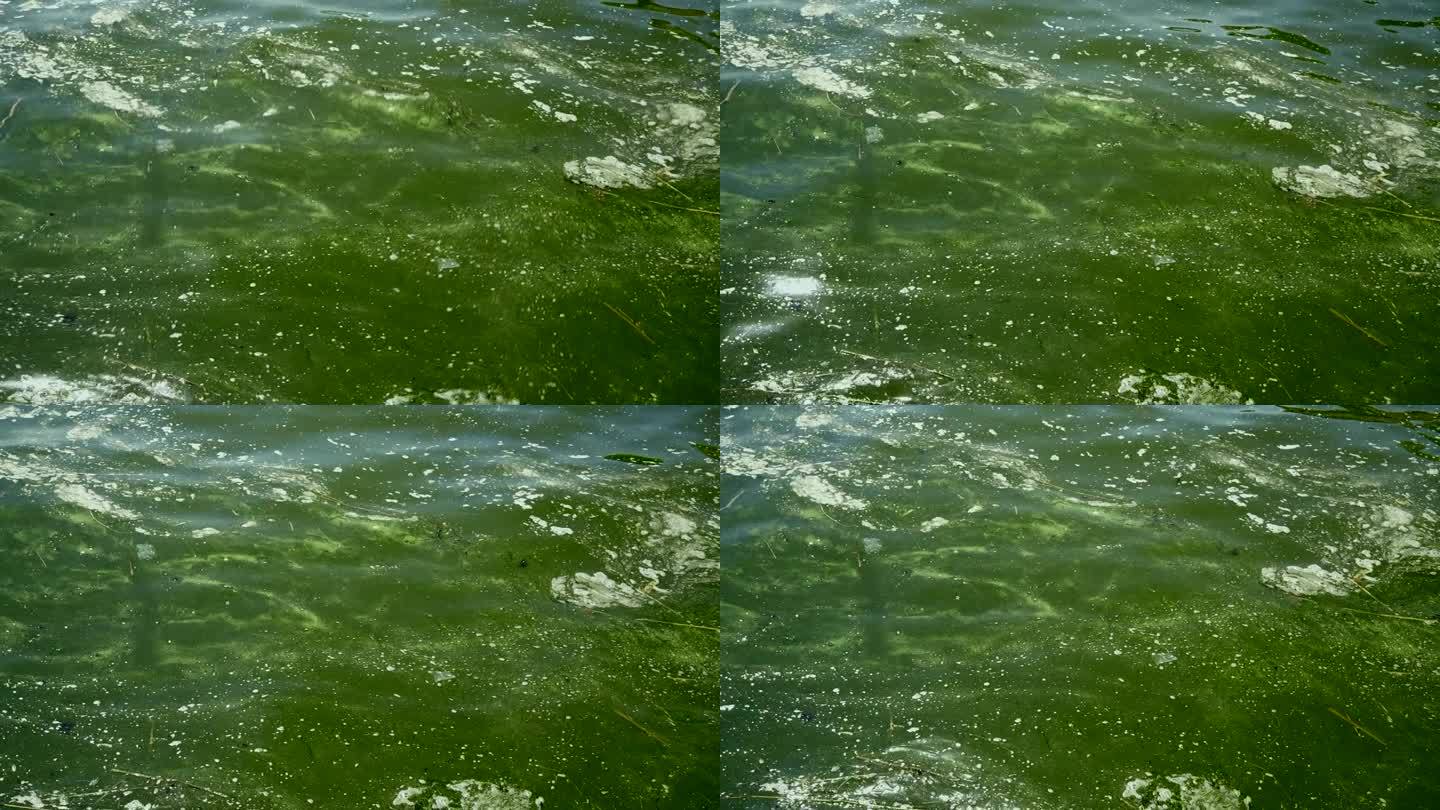 黑海蓝藻盛开，敖德萨的水变成了淡水和绿色，乌克兰