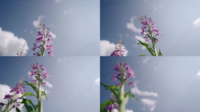 田野里的蓝色花朵迎风摇曳，迎着天空。从最底层慢动作射击