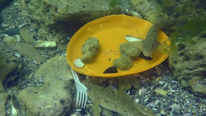 池塘的塑料污染:虾虎鱼在海底的塑料垃圾中。
