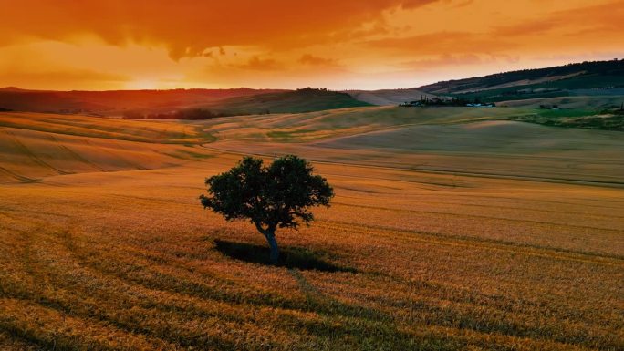 夕阳下的乡村风景中，金色小麦作物中的树的剪影