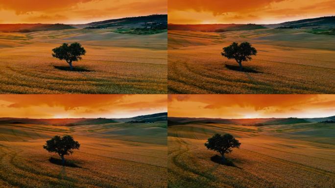 夕阳下的乡村风景中，金色小麦作物中的树的剪影