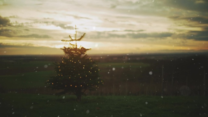 夕阳下，雪落在乡村葡萄园上方小山上的圣诞树上