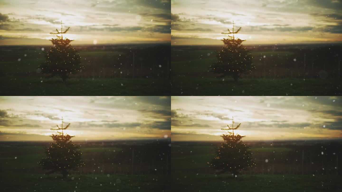 夕阳下，雪落在乡村葡萄园上方小山上的圣诞树上