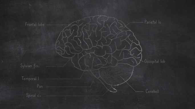 在黑板上手绘的人脑解剖学