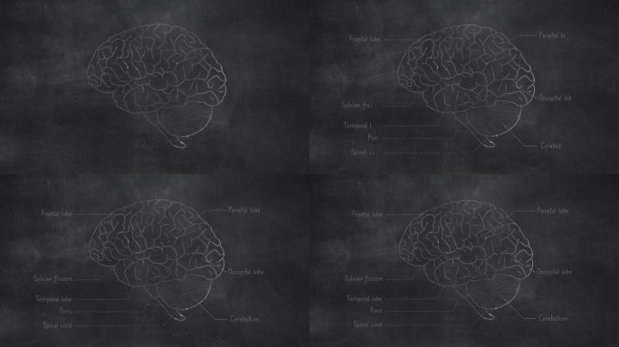 在黑板上手绘的人脑解剖学