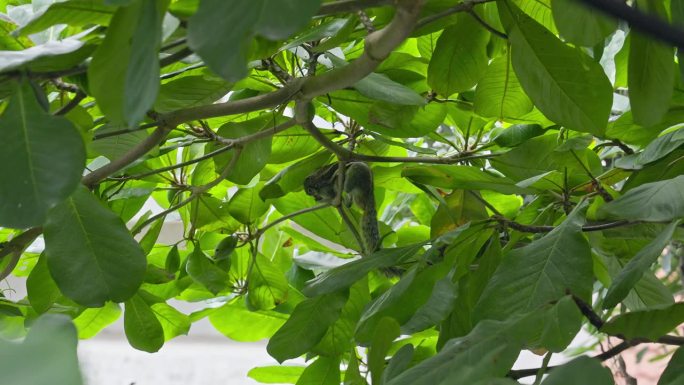 一只小松鼠正在吃树枝上未成熟的杏仁