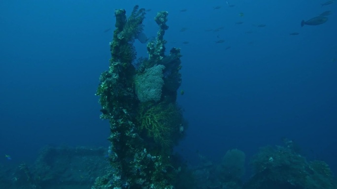 全景拍摄珊瑚礁结构，以麋鹿角、鹿角珊瑚、海葵、仙丹广角拍摄，深蓝色的大海为背景。